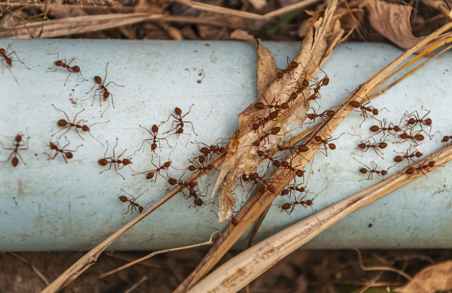 Early Warning Signs of Pest Problems at Home